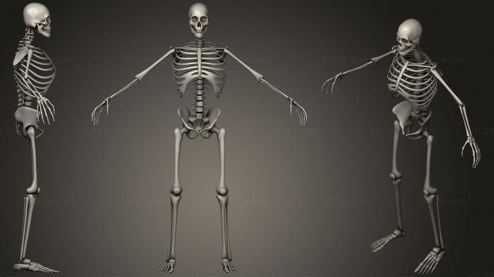 Anatomy of skeletons and skulls (Male Human Skeleton, ANTM_1259) 3D models for cnc